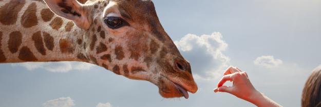 Giraffe, Tiere, Zoo