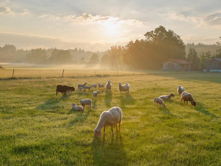 Schafe auf Weide bei Sonnenaufgang