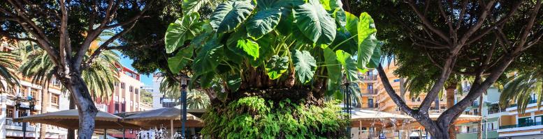 Plaza del Charco Puerto De La Cruz