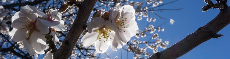 Mandelblüte Santiago del Teide