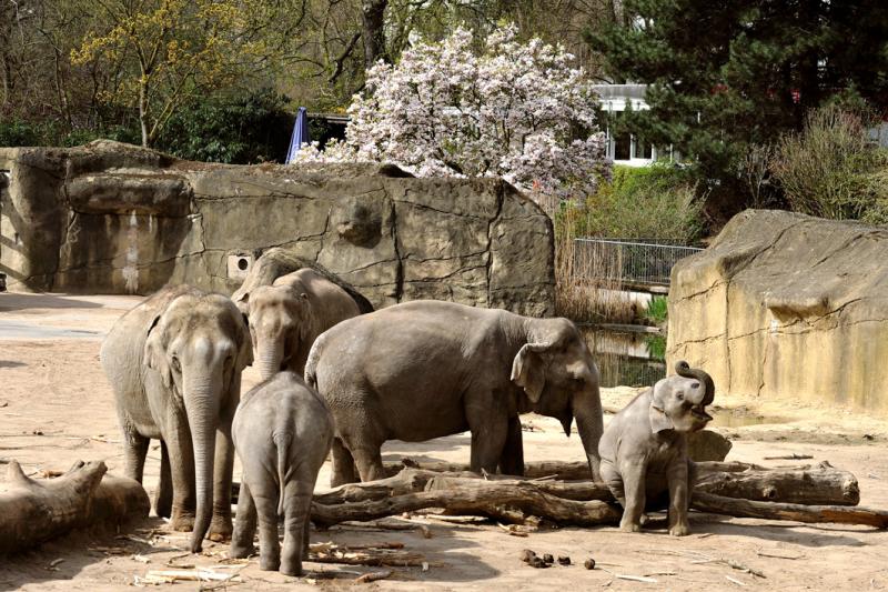 Kölner Zoo
