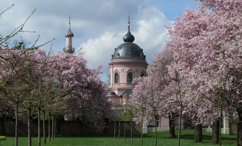 Kirschblüte im Schlossgarten Schwetzingen
