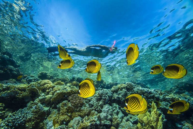 Eine Frau schnorchelt in Ägypten über einem Riff mit gelben exotischen Fischen