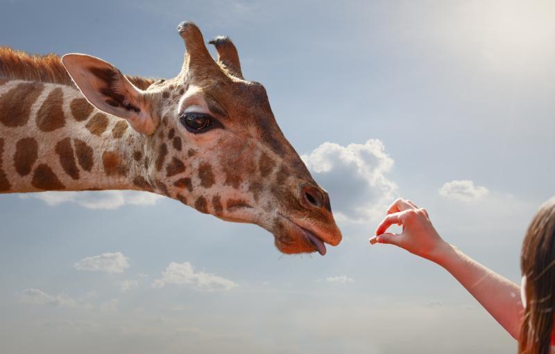 Symbolfoto: Giraffe