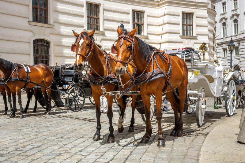 Pferdekutschen in Wien