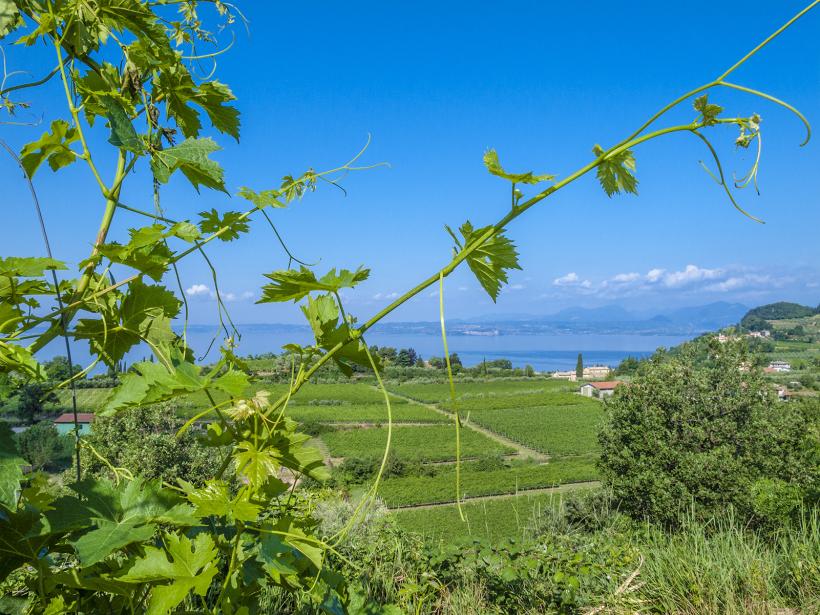 Weinberg bei Bardolino