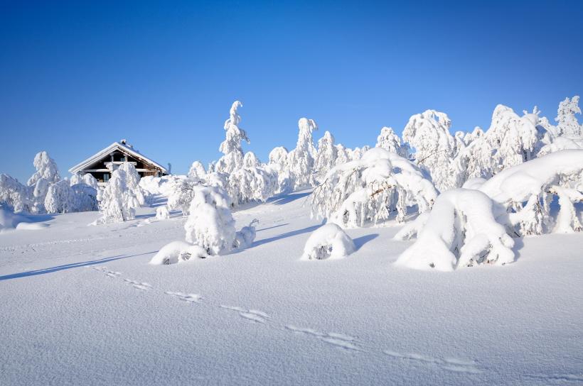 Verschneite Bäume und Hütte