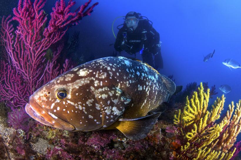 Taucher und Fisch unter Wasser