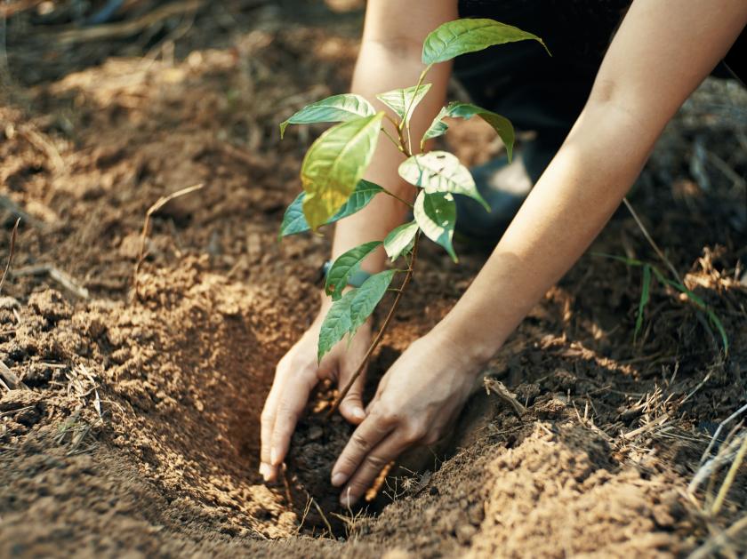 Baum wird eingepflanzt