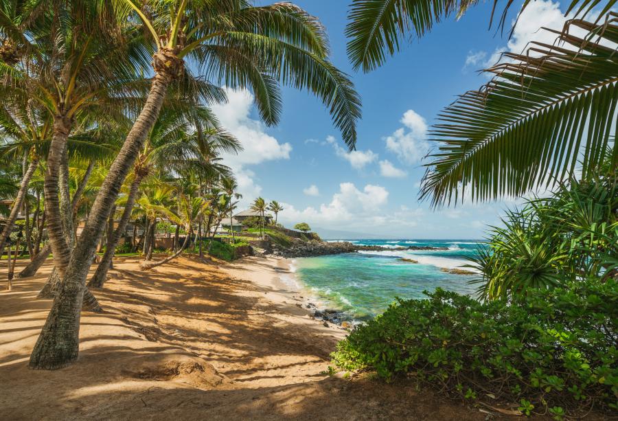 Tropischer palmengesäumter Strand