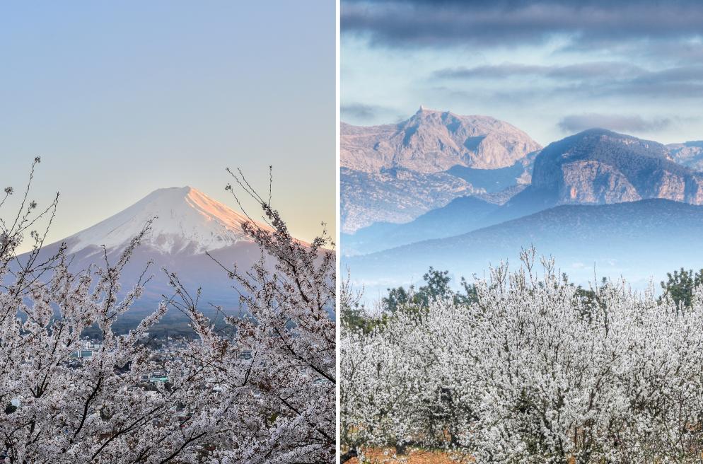 Kirschblüte Japan vs. Mallorca