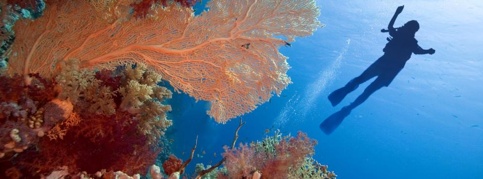 Themenwelt Tauchurlaub: Rotes Meer