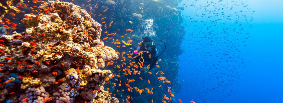 Themenwelt Tauchurlaub: Mittelmeer v2