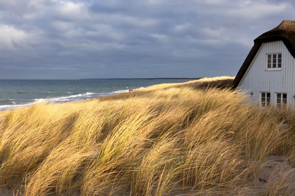 Küste, Schilf, Reetdach, Reet Dänemark