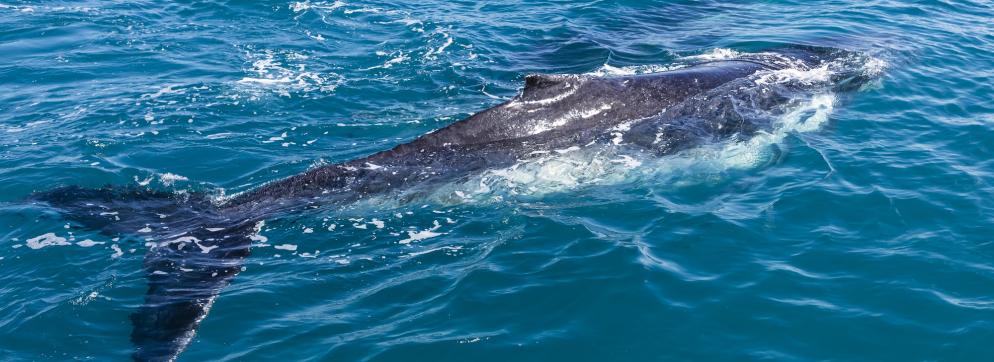 Rundreise Australien: Queensland - Hervey Bay