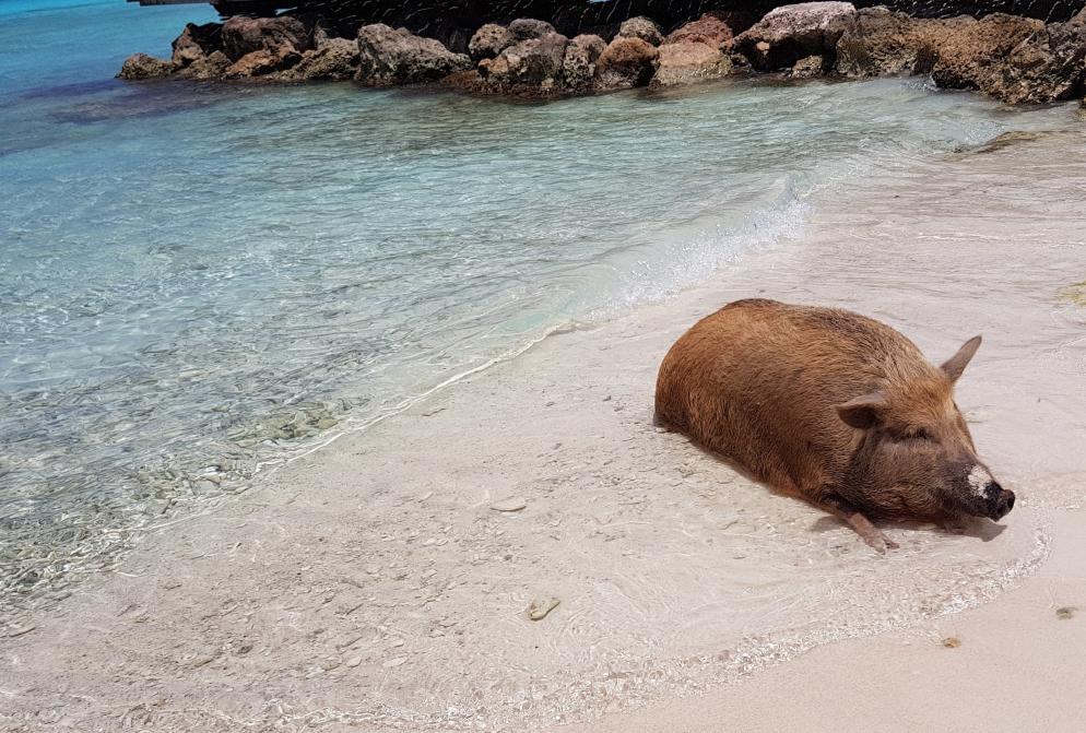 Strand, Schwein Curaçao