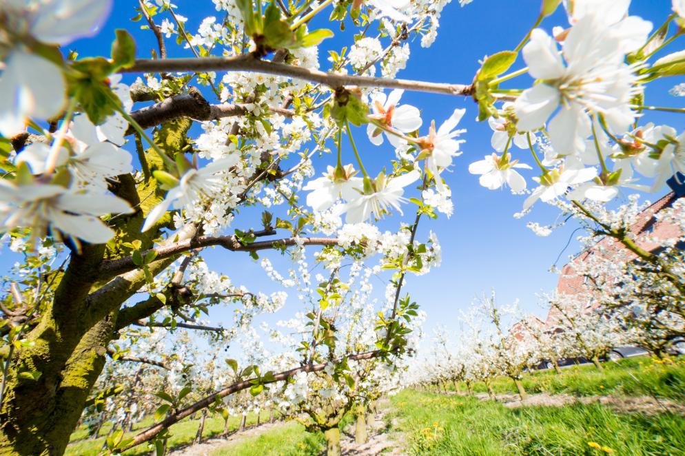 Obstbaumblüte Altes Land - Niedersachsen Obstbaumblüte Altes Land Niedersachsen