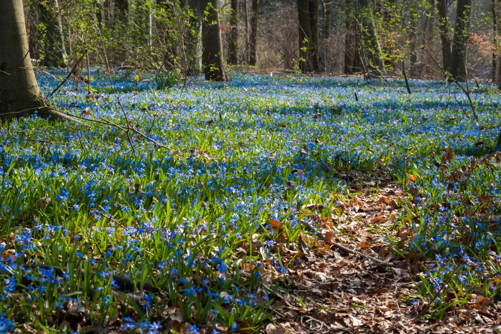 Blausternblüte Knoblochsaue Hessen