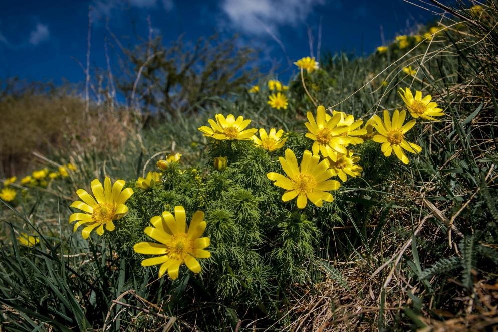 Frühlings-Adonisröschen Oderhänge Brandenburg