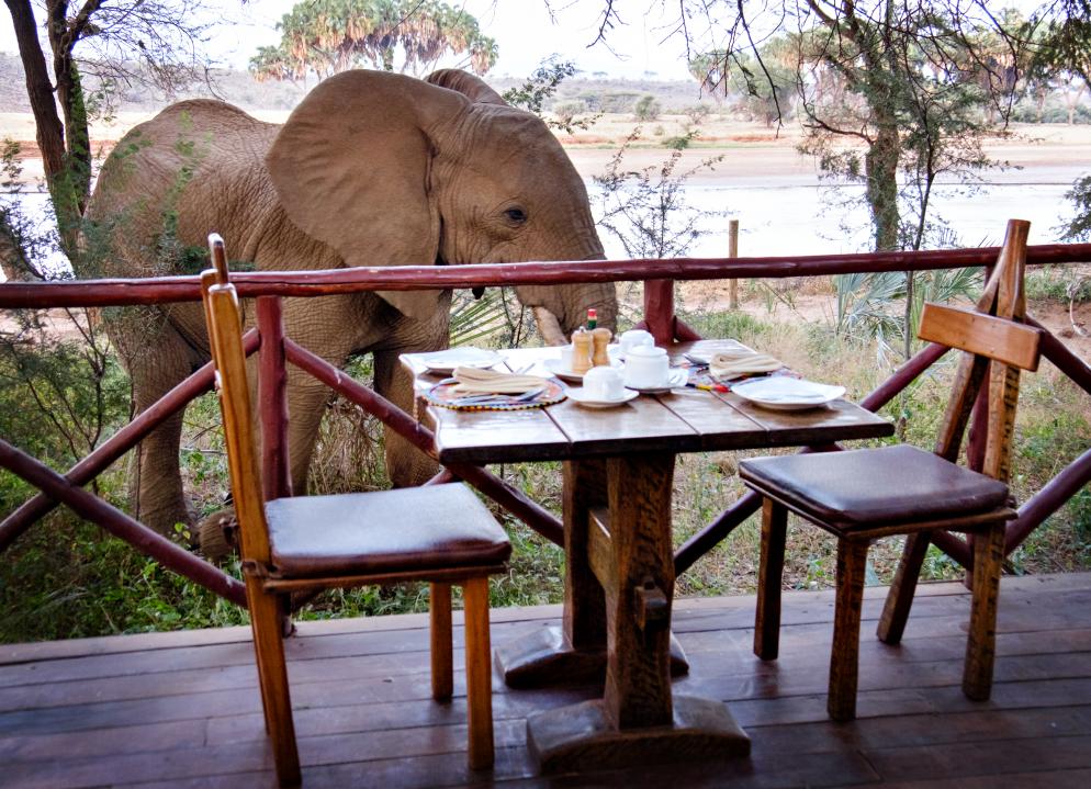 Frühstück, Elefant