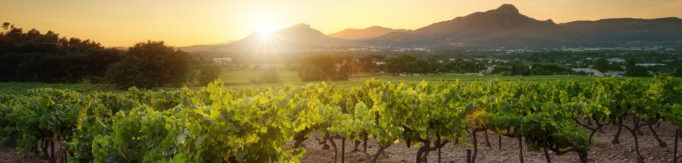 Emotion: Heimaturlaub Sachsen-Anhalt Weinregion Saale-Unstrut