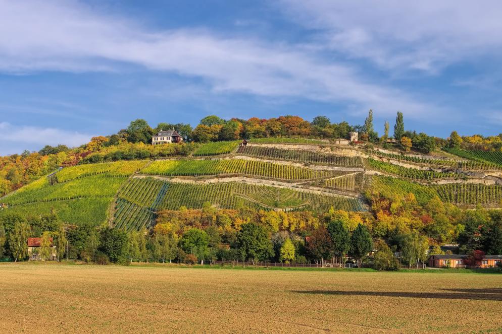 Weinbaugebiet Saale-Unstrut Naumburg (Saale)