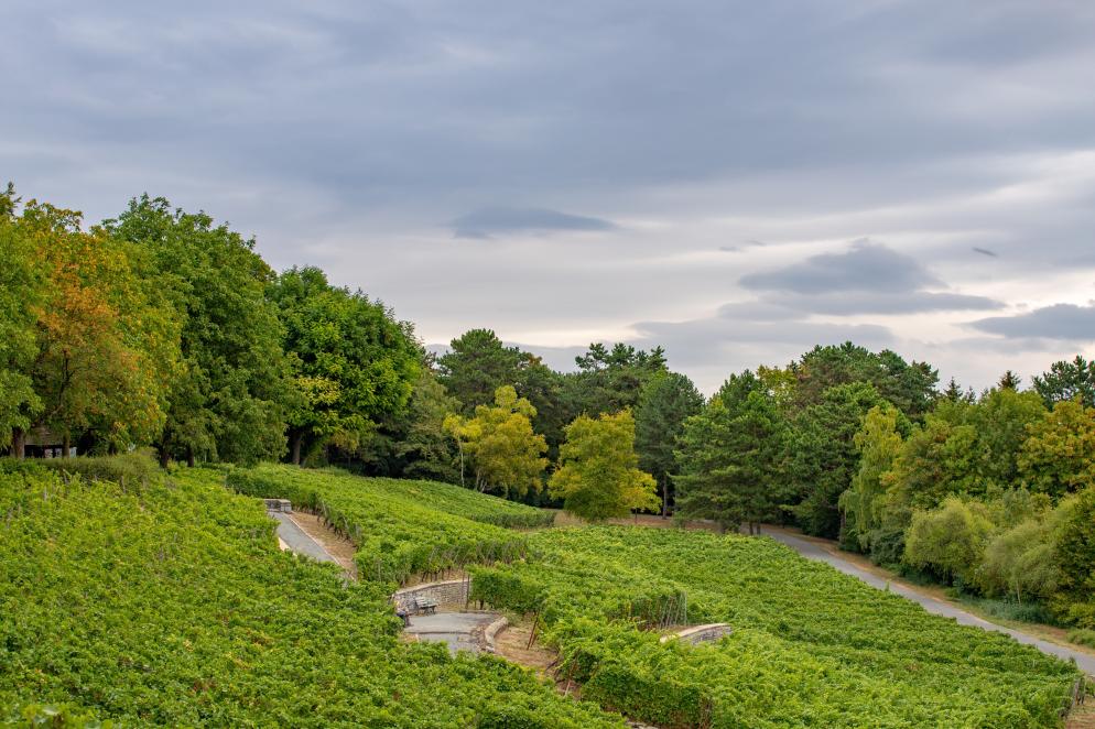 Park, Weg Bad Vilbel