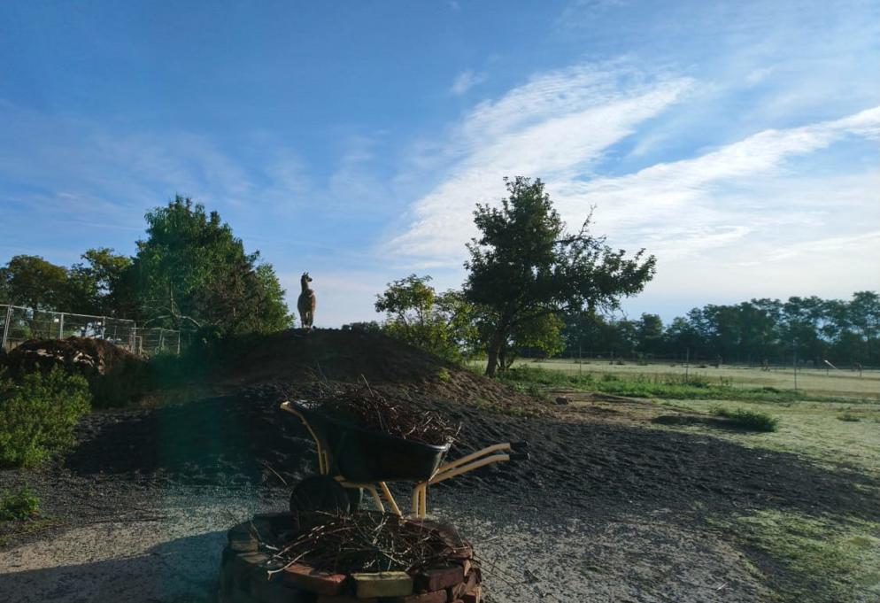 Alpaka, Schubkarre, Landschaft