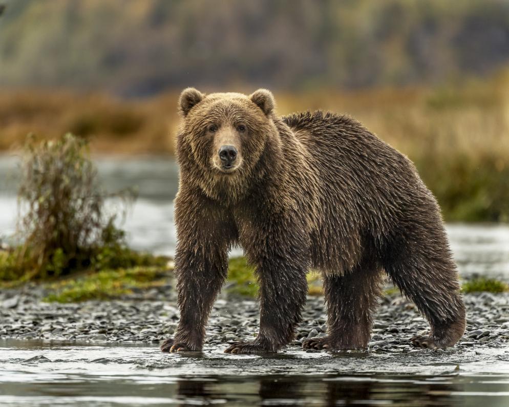 Bär, Grizzly