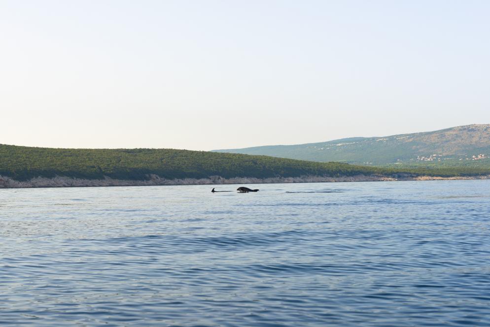 Delfin Kroatien