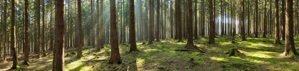 Heimaturlaub Saarland Schwarzwälder-Hochwald Emotion