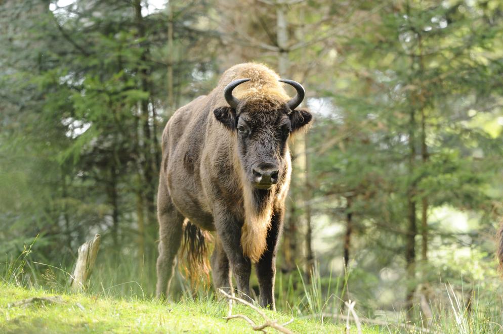 Wisent
