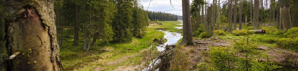 Wald, Waldweg Harz