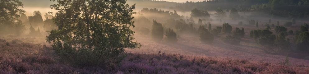 Heide Nebel Sonne