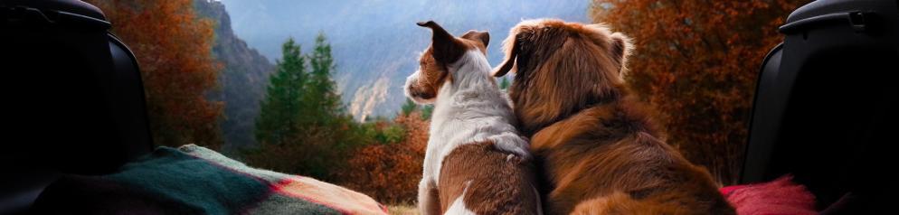 Haustier, Hund, Auto, Mietwagen