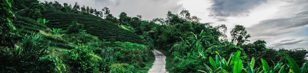Straße, Dschungel Chiang Rai