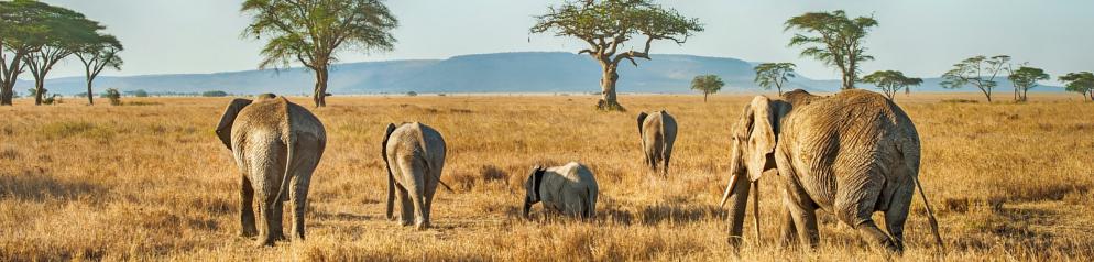 Baum, Savanne, Elefant Tansania