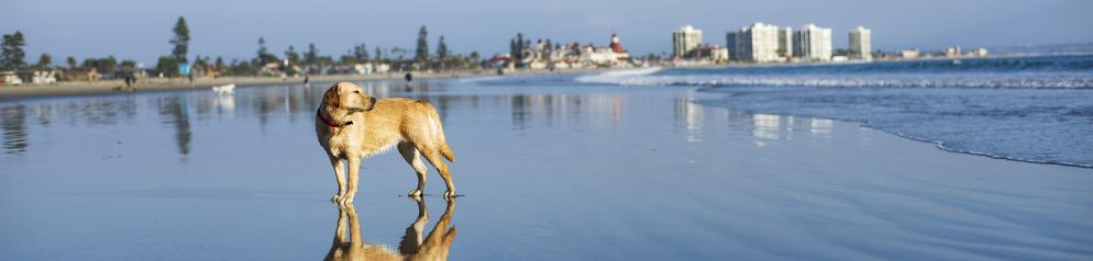 Hund am Strand Hund am Strand