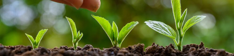 Aufforstung, Pflanzen, Emotion