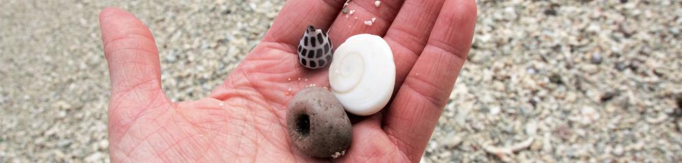 Seychellen-La Digue-Korallen-Emotion_LVO