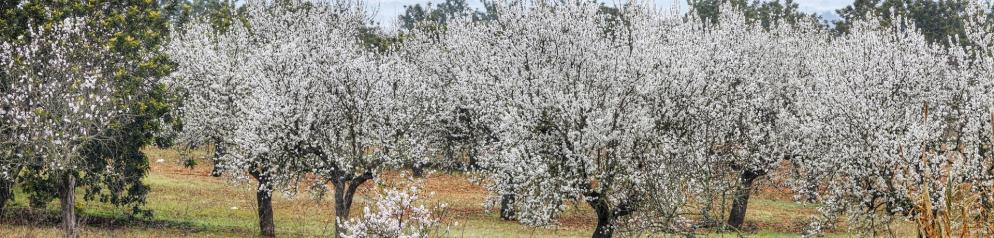 Blühende Mandelbäume