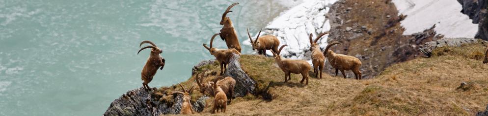 Österreich Österreich