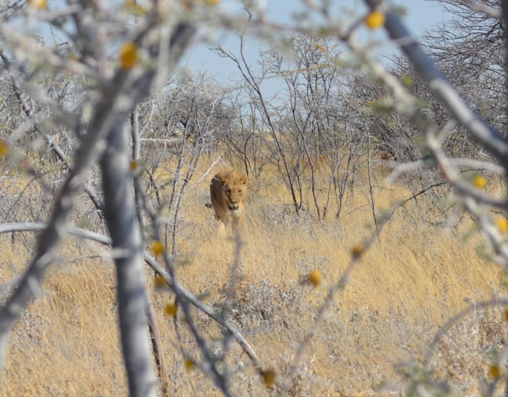 Etosha National Park Namibia