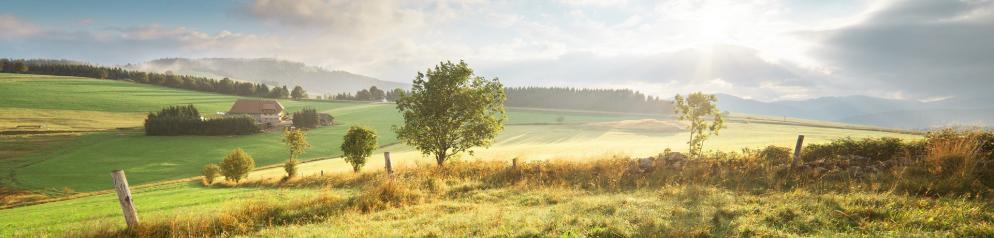 Hügel, Wiese, Haus Schwarzwald