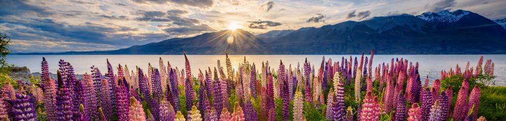 Blühende Wiese vor See