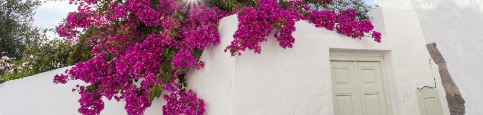 Blüten, Blumen, Haus Rhodos