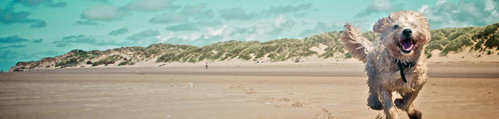 Hund rennt am Strand