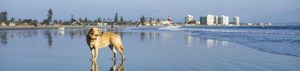 Hund am Strand