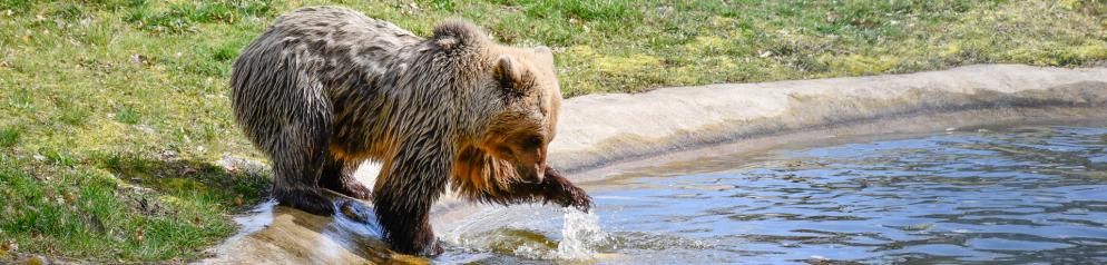 Einer der Bären im Bärenwald Müritz Bär an Wasserstelle