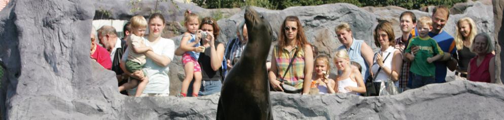 Seelöwen sorgen für Begeisterung beim Publikum. Springender Seelöwe vor Menschen